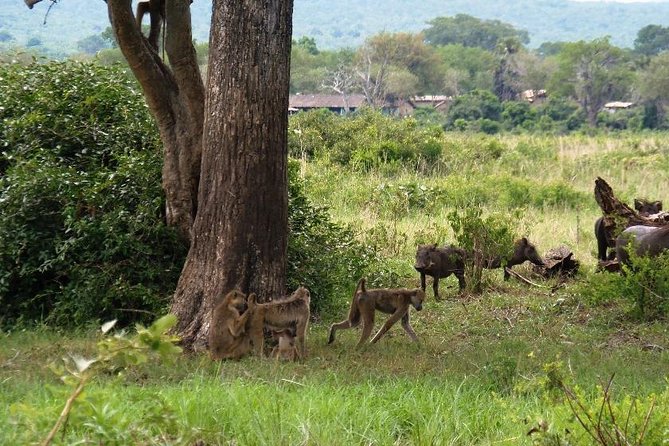 3 Days - Game Viewing Safari in Nyerere National Park - The main practical risk: road and vehicle delays