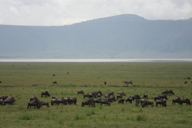 3 Days Lake Manyara, Ngorogoro Crater, Tarangire National Park - Three parks, one very full safari
