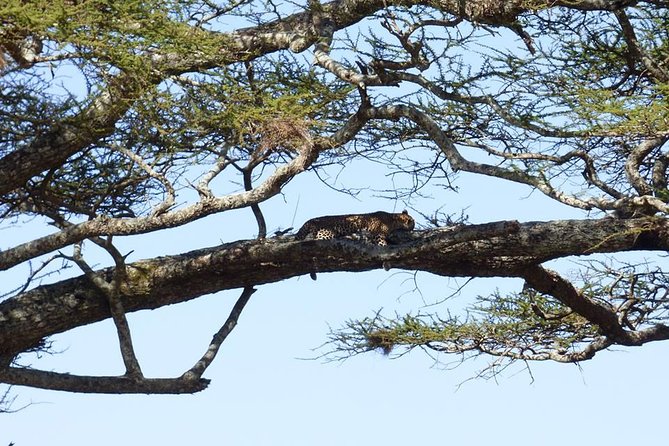 3 Days Lake Manyara, Ngorogoro Crater, Tarangire National Park - Ngorongoro Crater: the day that earns the price