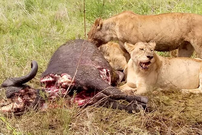 3 Days Lake Manyara, Ngorogoro Crater, Tarangire National Park - Booking questions worth asking