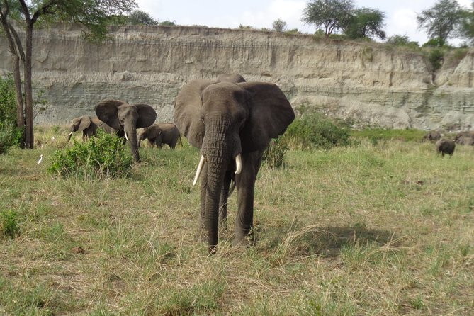 3 Days Lake Manyara, Ngorogoro Crater, Tarangire National Park - Tarangire: elephants, baobabs, and the river