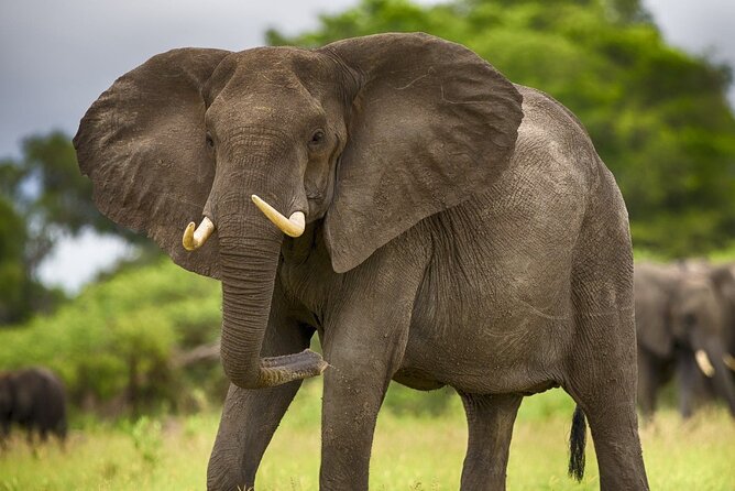 3 Days Mikumi National Park Private Tour - Guides, family service, and the private format