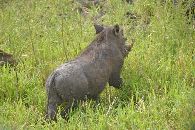 3 Days Mikumi National Park Private Tour - Meals, fitness, and what to bring
