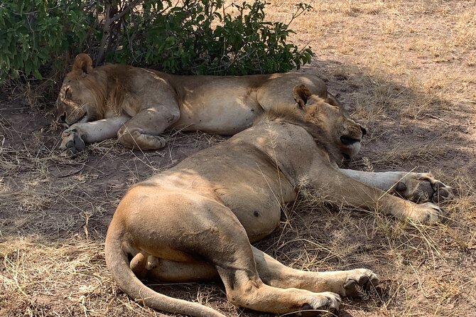 3 Days Mikumi National Park Private Tour - The scenery: grasslands, acacia, and miombo woodland