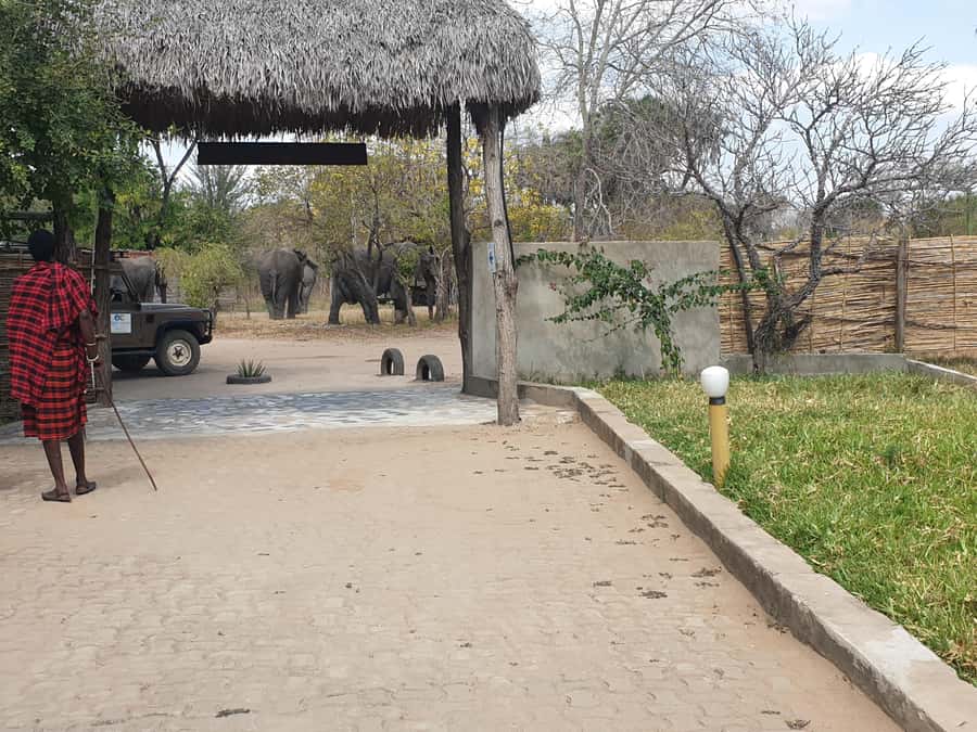 3 DAYS NYERERE NATIONAL PARK FROM ZANZIBAR BY FLIGHT. - Guides, safety, and the small-group advantage