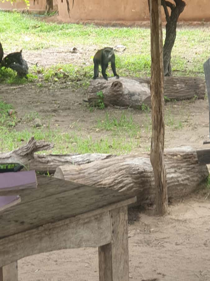 3 DAYS NYERERE NATIONAL PARK FROM ZANZIBAR BY FLIGHT. - Day one: a 7:00 flight followed by a full game drive