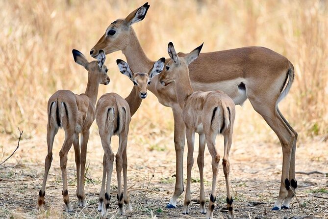 3 Days Nyerere National Park Safari (Selous Game Reserve) - Key things to know before booking