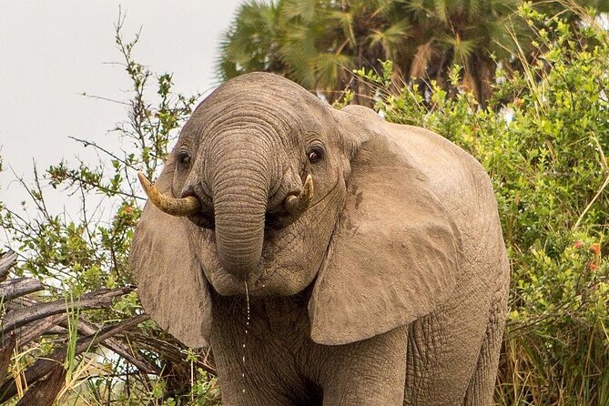 3 Days Nyerere National Park Safari (Selous Game Reserve) - Why three days works well in Nyerere