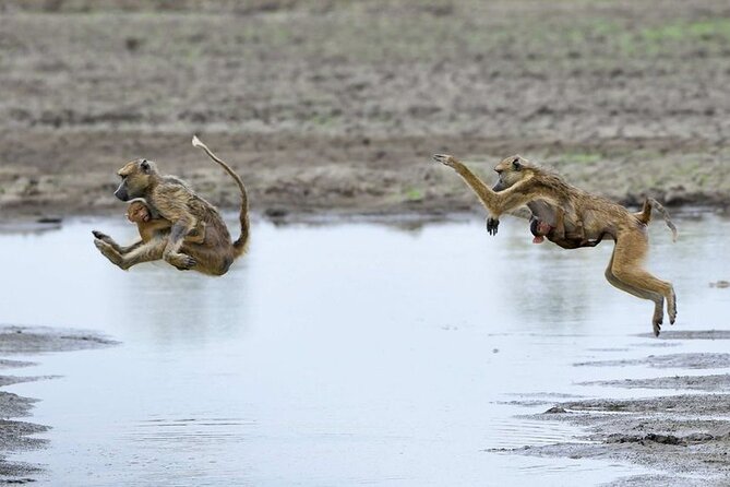 3 Days Nyerere National Park Safari (Selous Game Reserve) - What makes the walking safari different