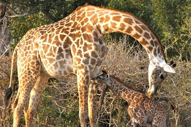 3 Days Nyerere National Park Safari (Selous Game Reserve) - Is $780 good value?