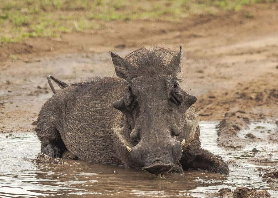 3-days safari from Dar-es-Salaam to Mikumi National Park - Key points to know before you book