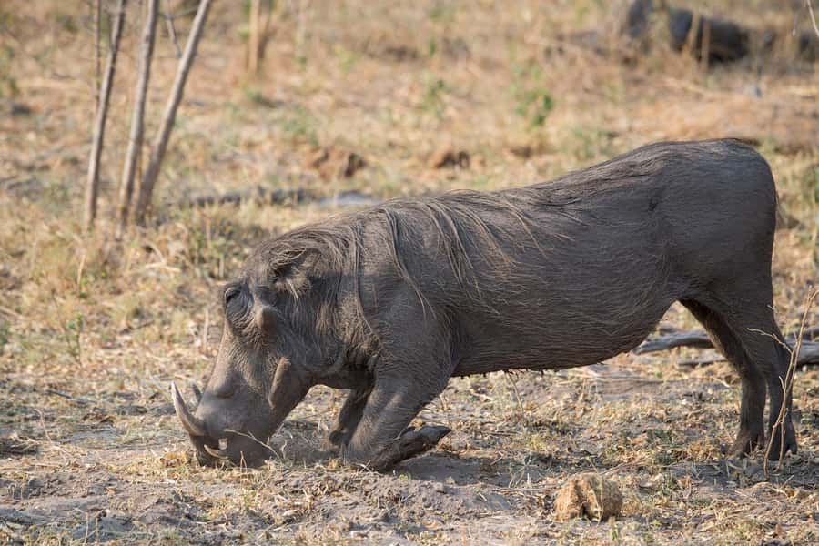 3-days safari from Dar-es-Salaam to Mikumi National Park - Why Mikumi works for a short safari from Dar es Salaam