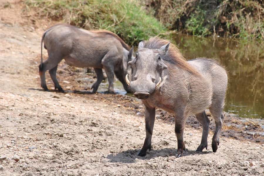 3-days safari from Dar-es-Salaam to Mikumi National Park - Who should book this Mikumi safari?