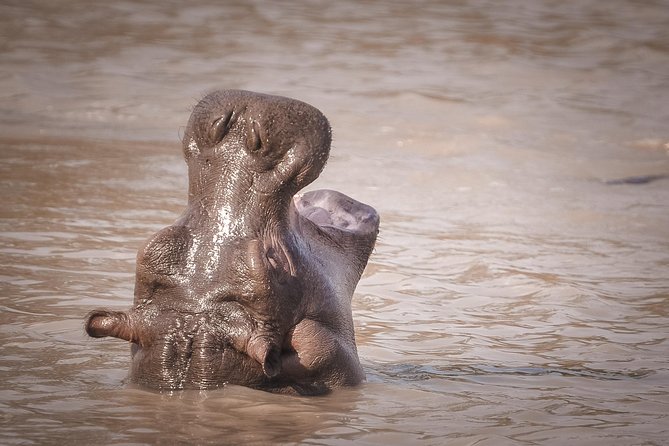 3 Days Safari - Mikumi National Park - What the private vehicle changes