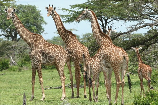 3 Days Safari - Mikumi National Park - Accommodation, food, and what the price covers