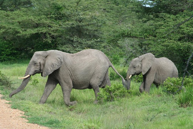 3 Days Safari - Mikumi National Park - Day 2: Your best chance for a full wildlife day