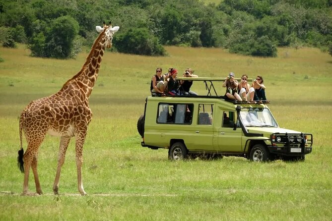 3 Days Safari Ngorongoro Crater and Serengeti National Park - Day three: the crater’s compact wildlife show