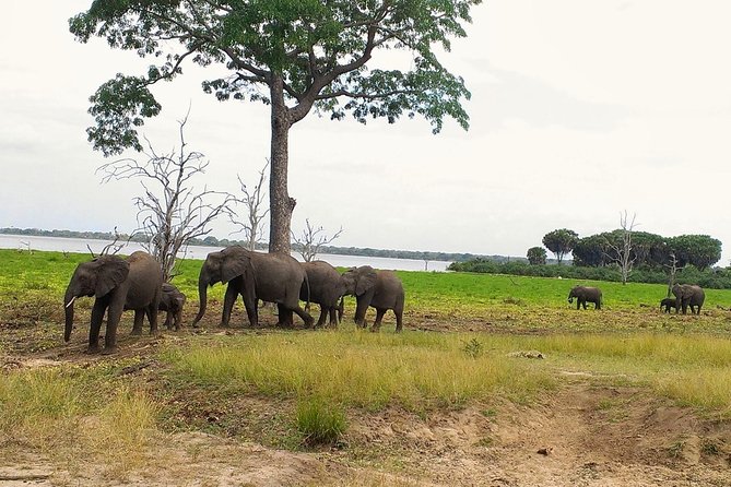 3 Days Safari to Nyerere National Park (Selous Game Reserve) - Key details before you book