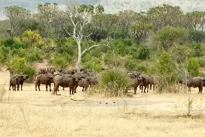 3 Days Safari to Nyerere National Park (Selous Game Reserve) - Why Nyerere works well for a short safari