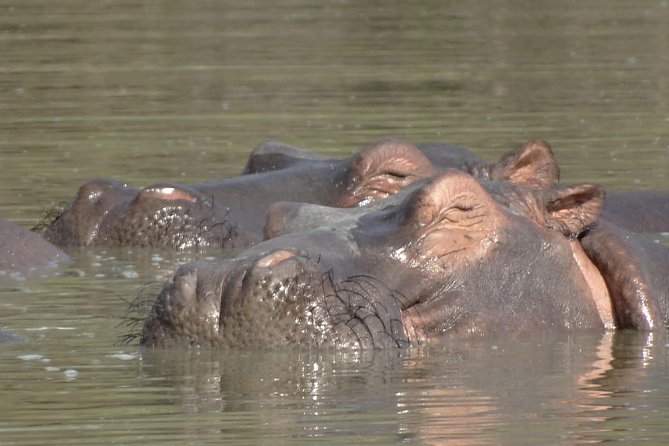 3 Days Safari to Nyerere National Park (Selous Game Reserve) - The walking safari: a closer look at the bush
