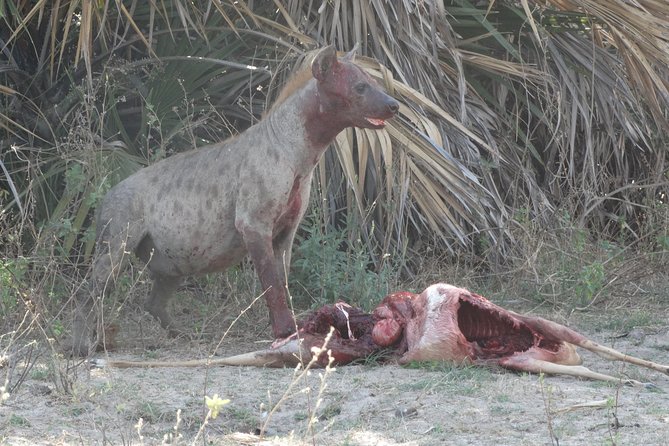 3 Days Safari to Nyerere National Park (Selous Game Reserve) - What the private format really means