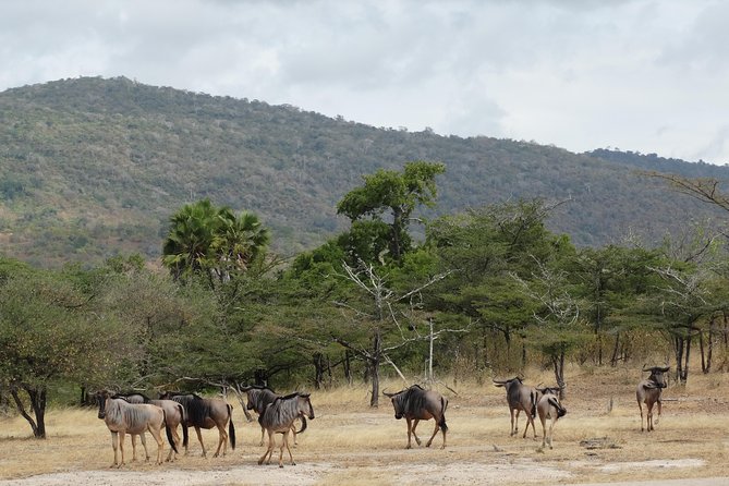 3 Days Safari to Nyerere National Park (Selous Game Reserve) - Is the $1,155.13 price fair?
