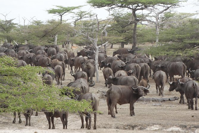 3 Days Safari to Nyerere National Park (Selous Game Reserve) - Who should book this safari?