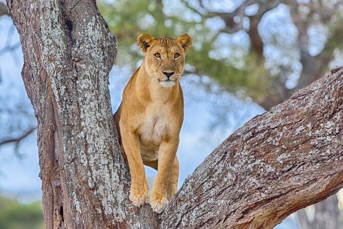 3 Days Safari to Serengeti National Park & Ngorongoro Crater in Tanzania - Day 1: the long road into Serengeti National Park