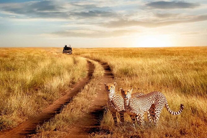 3 Days Safari to Serengeti National Park & Ngorongoro Crater in Tanzania - Olduvai Gorge brings human history into the safari