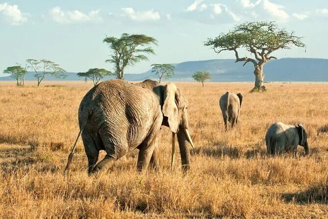 3 Days Safari to Serengeti National Park & Ngorongoro Crater in Tanzania - Camping, meals, and the practical side of the trip