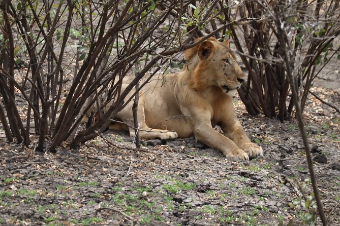 3 Days Selous (Nyerere National Park) - Why Nyerere works well for a short safari