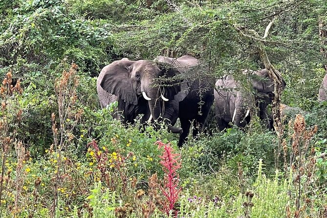 3 Days Selous (Nyerere National Park) - Day two: a full game drive across Nyerere