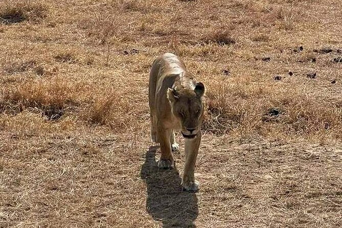 3 Days Selous (Nyerere National Park) - Day three: walking safari before the drive back