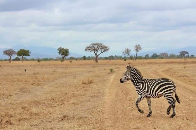 3 Days Selous (Nyerere National Park) - Practical details that affect your choice
