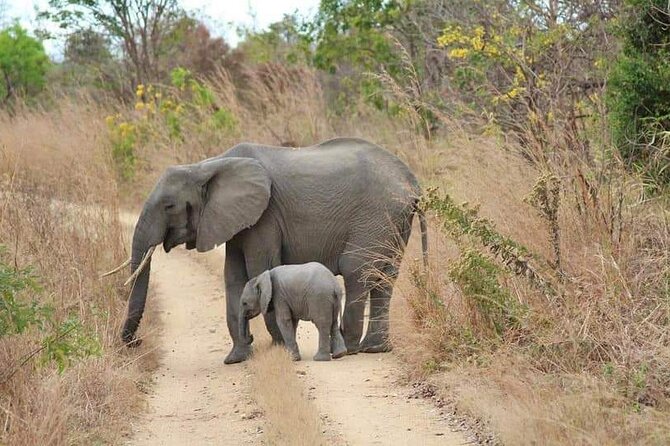 3 Days Selous (Nyerere National Park) - Who should book this safari?