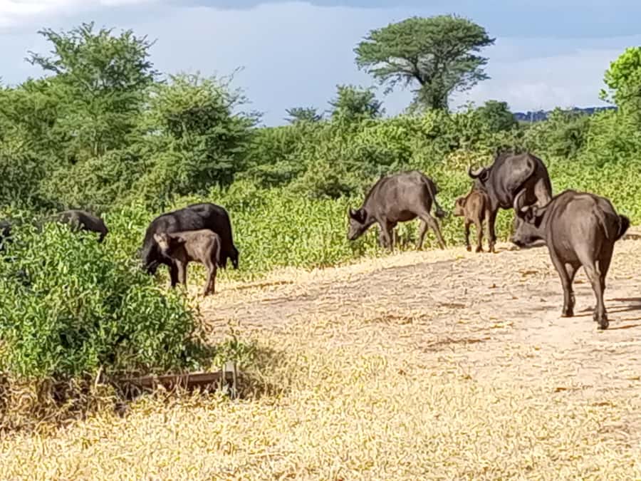 3 Days Victoria Falls and Full day Chobe National Park - Key points to know before booking