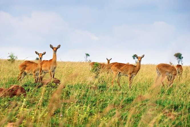 3 Days Wild Tour Queen Elizabeth National Park Safari Uganda - What three days in Queen Elizabeth National Park really gives you