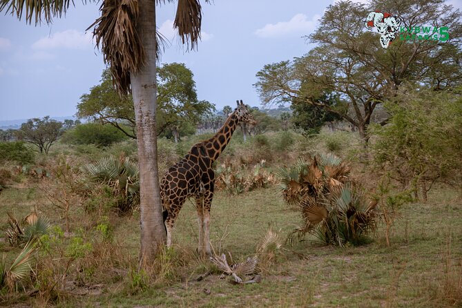 3 Days Wild Tour Queen Elizabeth National Park Safari Uganda - Kampala gives you a quick taste of city life
