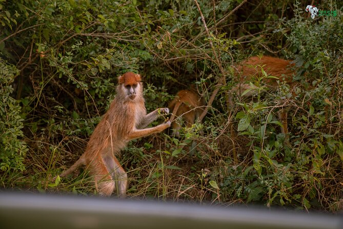 3 Days Wild Tour Queen Elizabeth National Park Safari Uganda - Choosing between Engiri Game Lodge and Simba Safari Camp