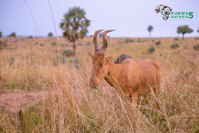 3 Days Wild Tour Queen Elizabeth National Park Safari Uganda - The return to Kampala includes Uganda’s Equator landmark