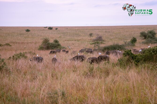 3 Days Wild Tour Queen Elizabeth National Park Safari Uganda - What the $1,300 price covers
