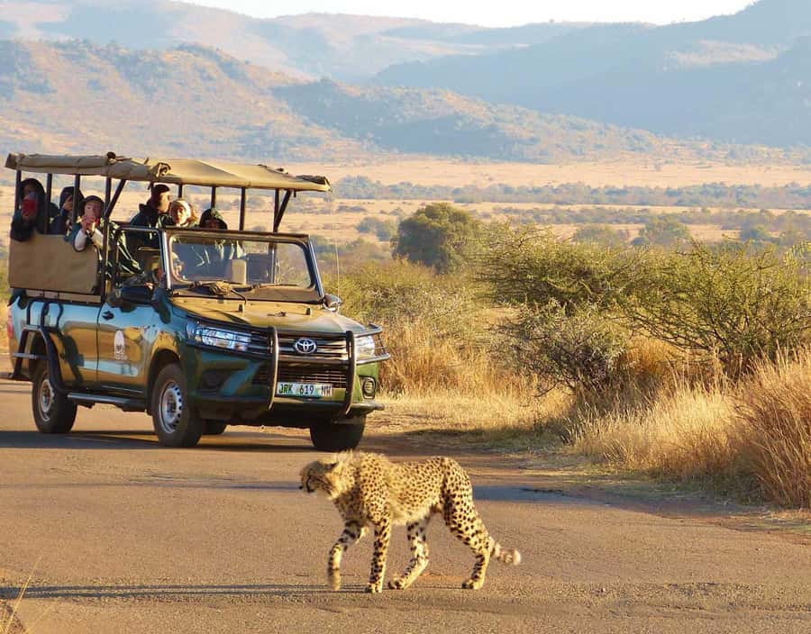 3-Hour Shared Game Drive in Pilanesberg National Park - Key points to know before you book