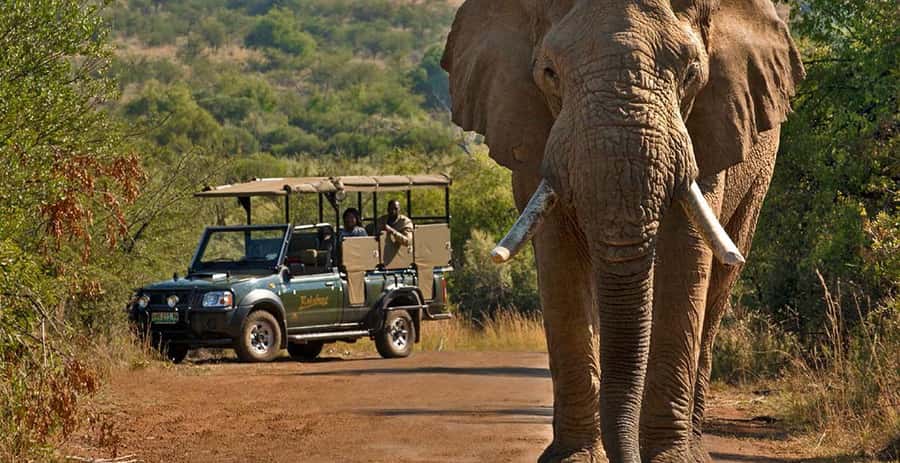 3-Hour Shared Game Drive in Pilanesberg National Park - Three hours of wildlife viewing in an open vehicle