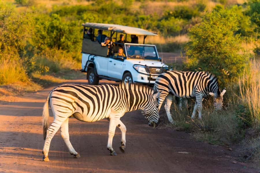 3-Hour Shared Game Drive in Pilanesberg National Park - Who will get the most from this game drive