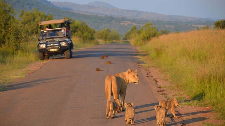3-Hour Shared Game Drive in Pilanesberg National Park - What to bring and how to plan the day