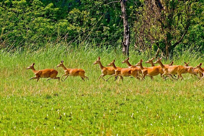 3 Nights 4 Days Chitwan National Park with Tower Night Stay - Canoeing the Rapti River on day two