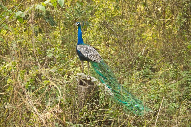 3 Nights 4 Days Chitwan National Park with Tower Night Stay - Tharu culture beyond the park