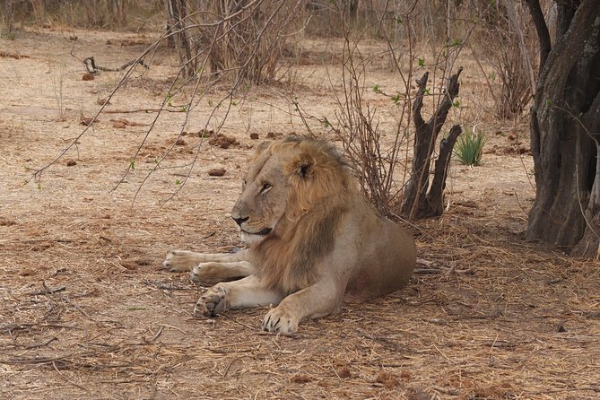 3 nights 4 Days Ruaha National Park - Key points to know before booking