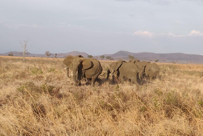 3 nights 4 Days Ruaha National Park - Why Ruaha is worth the long road from Dar es Salaam