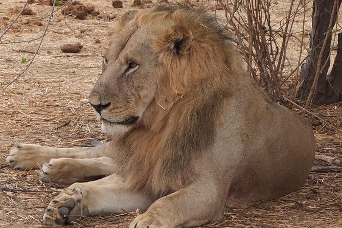 3 nights 4 Days Ruaha National Park - Day three: the Great Ruaha River and rarer animals